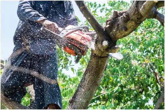 tree services Corral Viejo